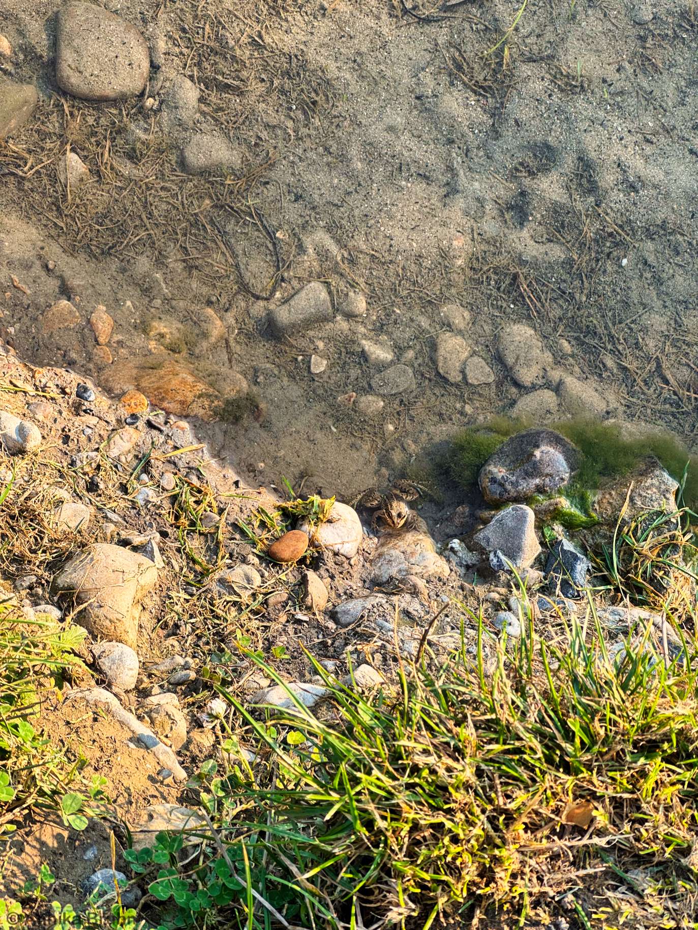 Froschen im Großer Viehofner See